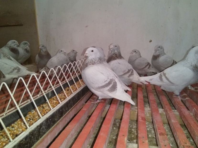  - 6DE PRIN VOLIERA