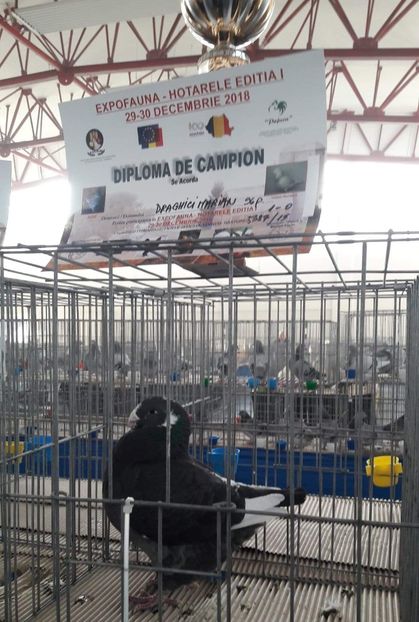 Masc 2015 - Expo Fauna 2018 Hotarele!