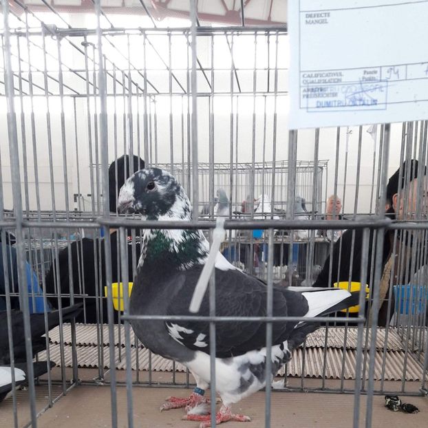 Masc 2018 - Expo Fauna 2018 Hotarele!