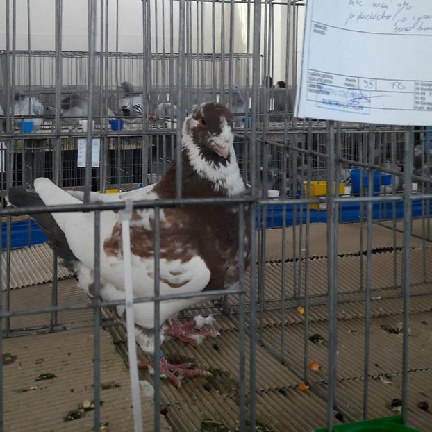 Masc 2018 - Expo Fauna 2018 Hotarele!