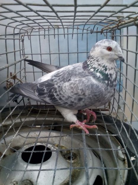  - voiajor romanesc de frumusete