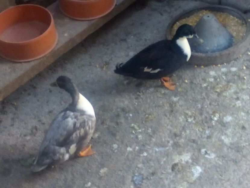  - rate pitice colorate