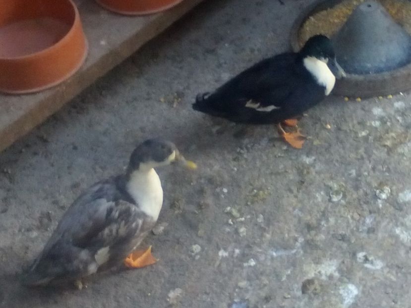  - rate pitice colorate