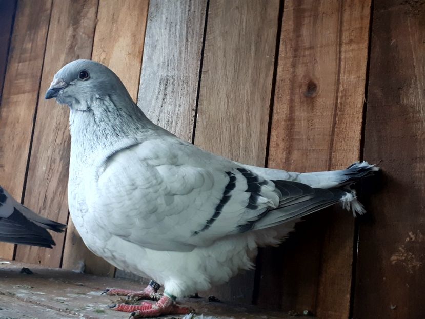 F 16 ..pereche cu 19 - 3 Femele pentru 2019