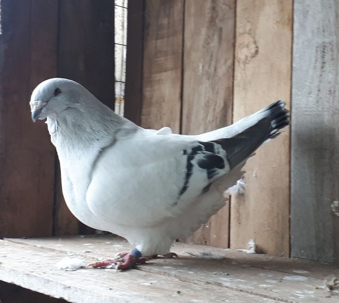 F 12 ... - 3 Femele pentru 2019