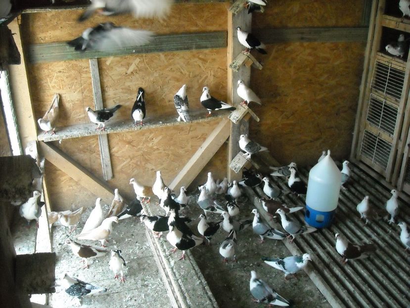  - DE PRIN PORUMBARIE