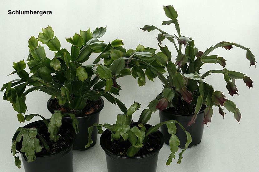 31.12.18 - 05 Schlumbergera