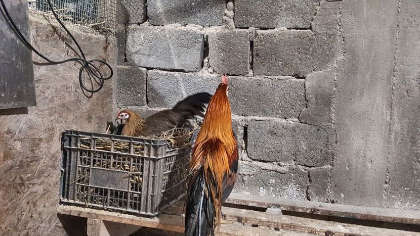  - Phoenix pitic matca 2019