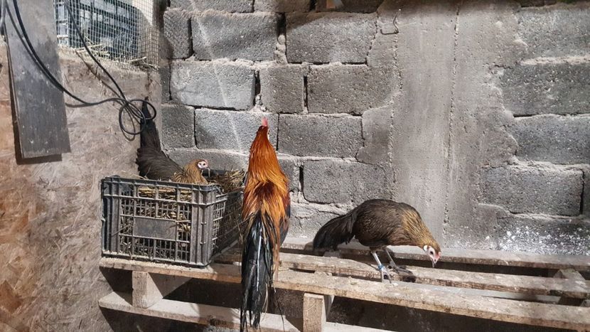  - Phoenix pitic matca 2019