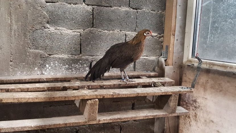  - Phoenix pitic matca 2019