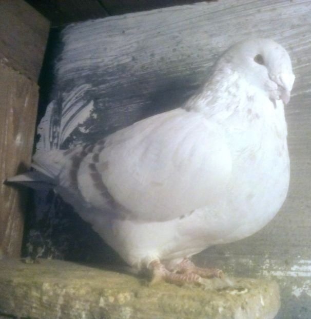  - - A - CRESCATOR POLIVALENT