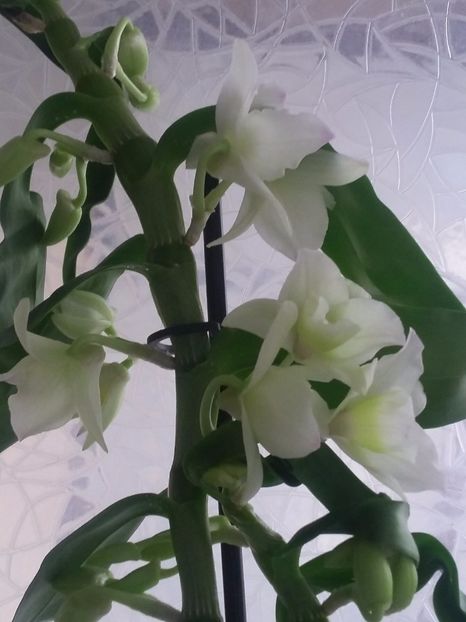 Dendrobium  (31-12-2018) - Flori 2018
