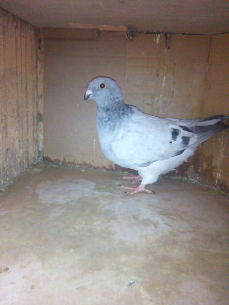 F 2017 vândut - DE VANZARE