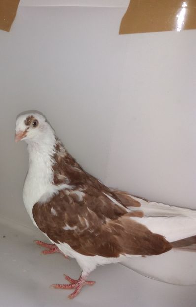 5204  femelă  2018 - Plecați ALBUM 2