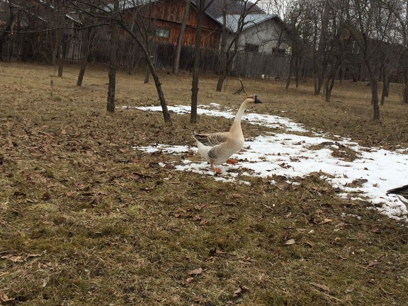 Căutam un baiat - Palmipede 2019