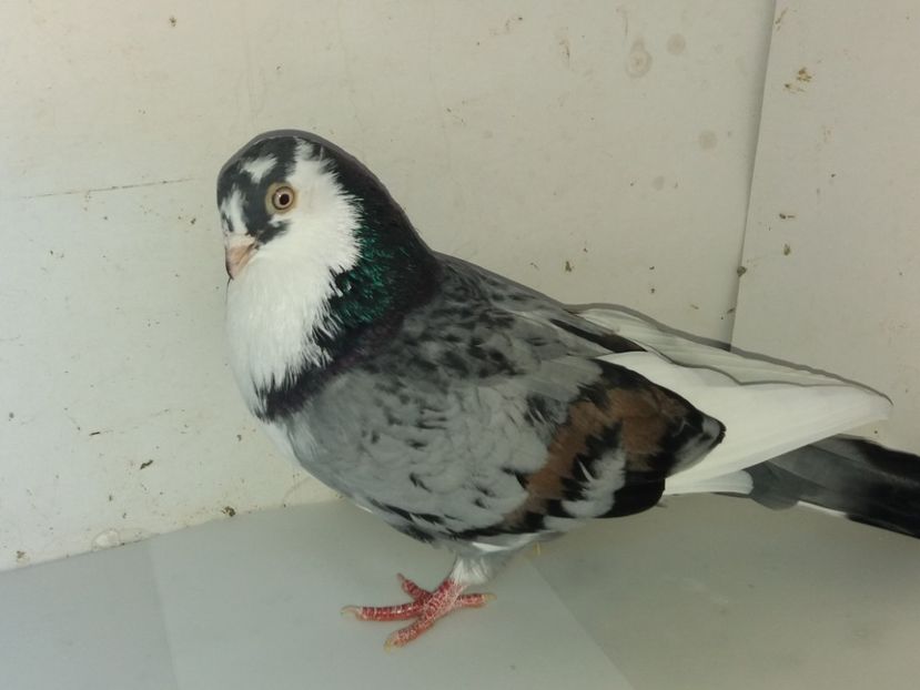 7129  mascul  2018 - Plecați ALBUM 2