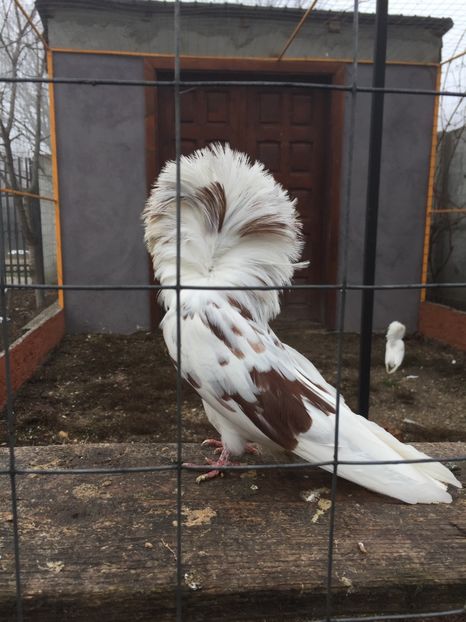 8DD94C5E-0A6F-437C-A983-3AAD8E4D988E - Ornament