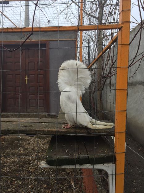 DB349954-95D8-46A8-99D9-CA753ED85879 - Ornament