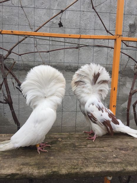 A558ED23-AEEE-4AB4-B7A6-EB491F7C685E - Ornament