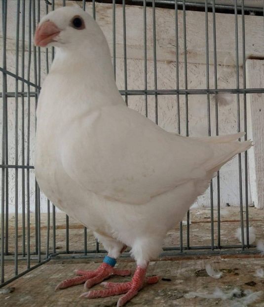 received_741156806256953 - ACHIZITI PENTU 2019