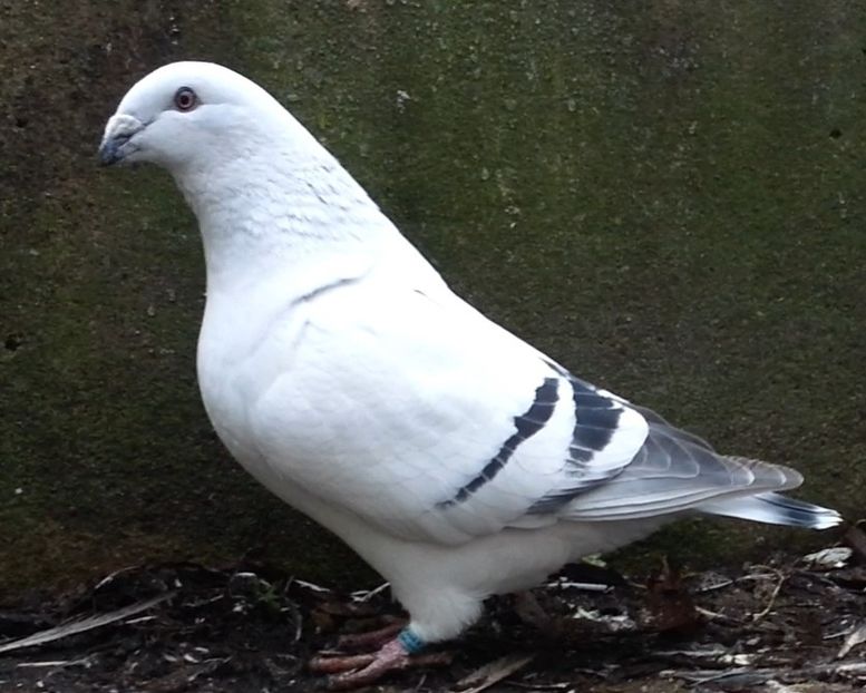 JRS15 ARCHIWUM - e- Młode 2018-Young 2018