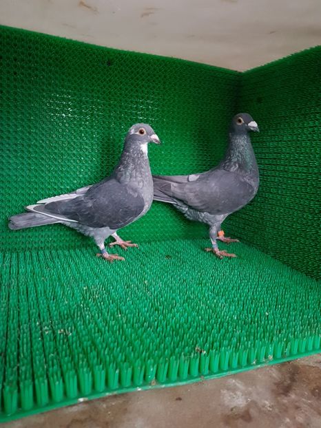 M 2018, F 2018 - Porumbei vanduti