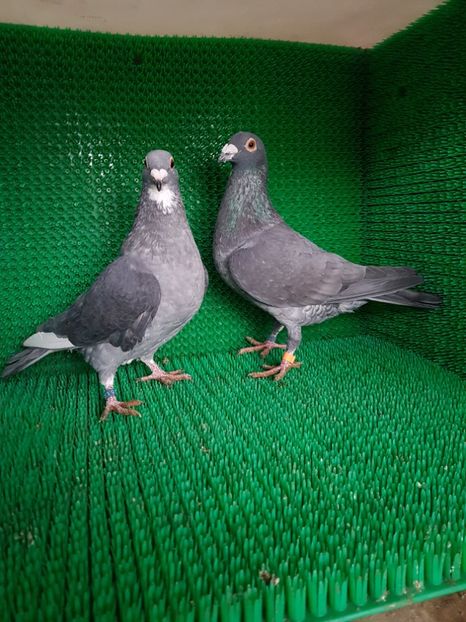 Recesivi opali - Porumbei vanduti