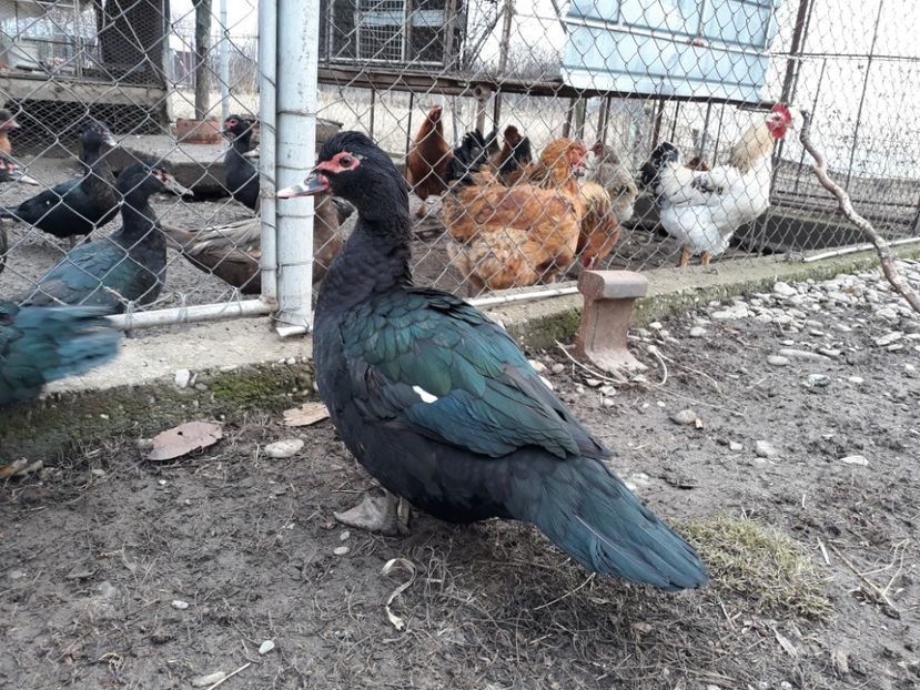  - Rate lesesti negre