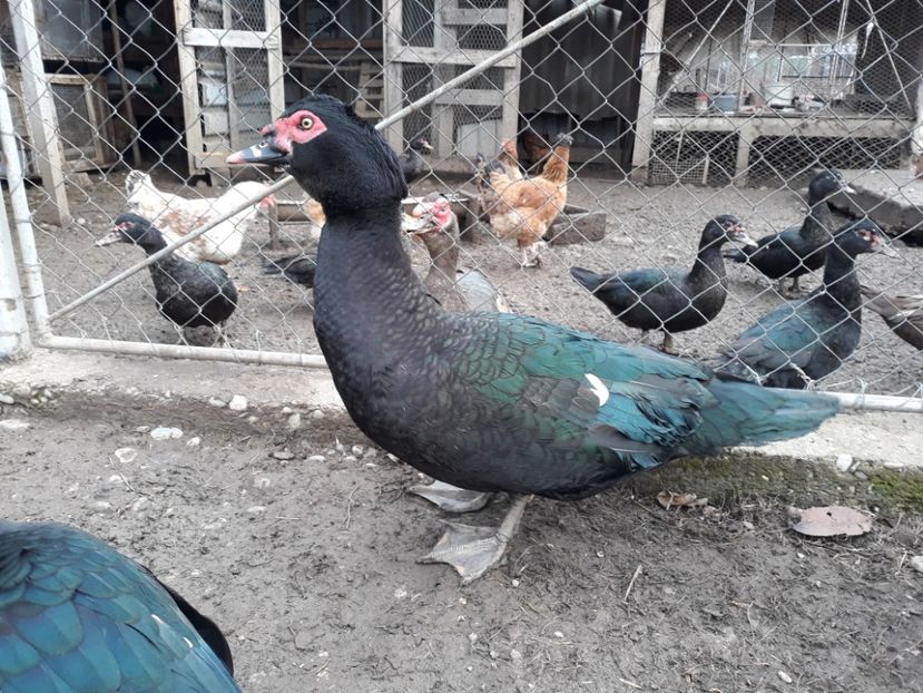  - Rate lesesti negre