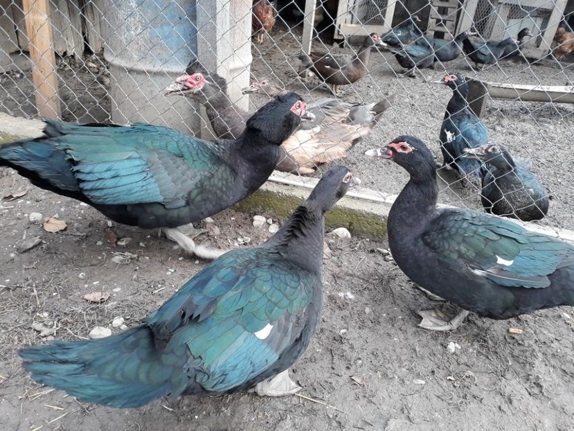  - Rate lesesti negre