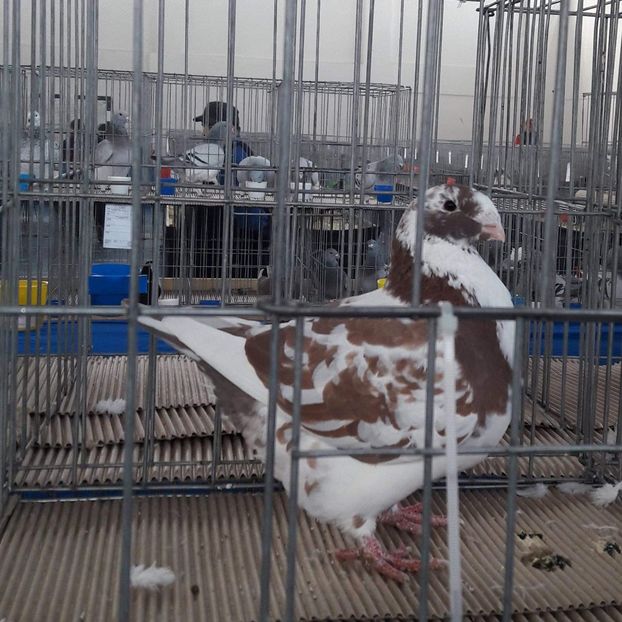 Fem 2018 - Perechi AGH 2019