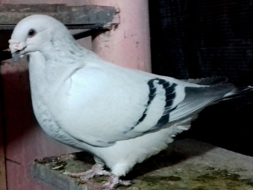 Tayson 2015 VANDUT - VOIAJOR ROMANESC DE FRUMUSETE MASCULI