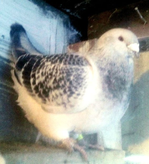  - - A - CRESCATOR POLIVALENT