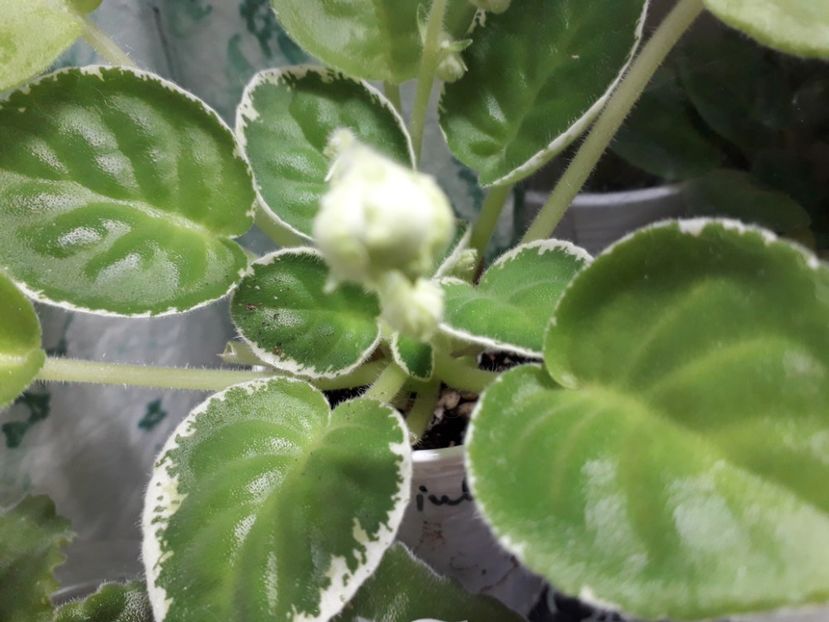  - ZZ Le Berillovyy Iney