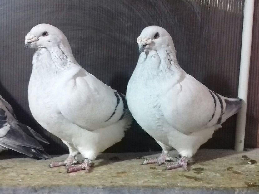 Goro & Tyson VANDUȚI! - VOIAJOR ROMANESC DE FRUMUSETE MASCULI