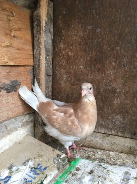 5D180CE1-F735-44AD-8444-E5B1C777D66D - vanduti