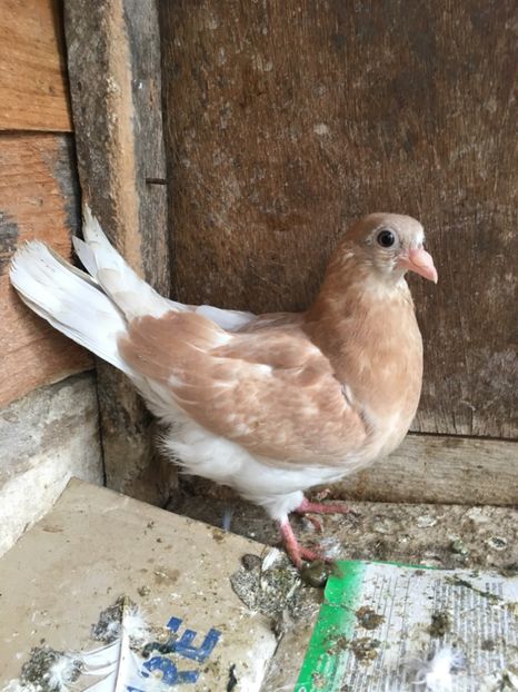 59357E60-62B3-48DB-9FAD-965CDA552476 - vanduti