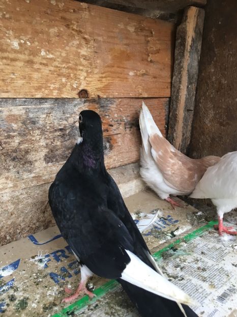 106100ED-C000-45F5-B398-654B4305C2BC - vanduti