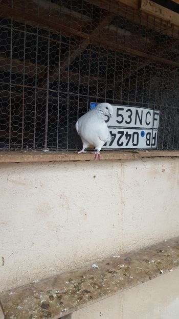  - Porumbei standard