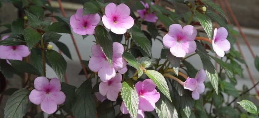 Peach Blossom - Achi cu flori simple