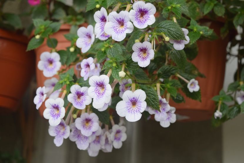 Ambroise - Achimenes mov