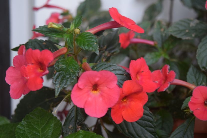 Orange Delight - Achi cu flori simple