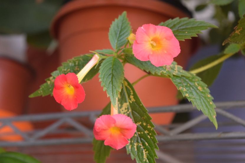  - Achi cu flori simple