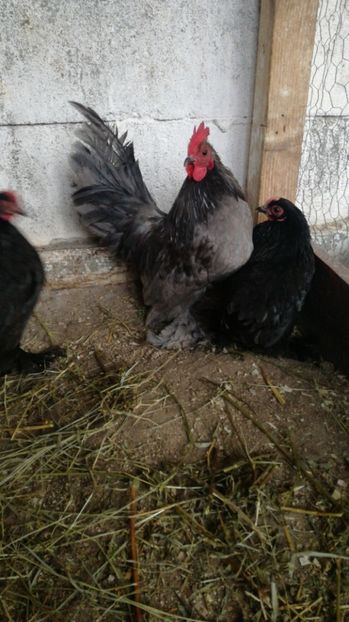 IMG-20190101-WA0018 - Mii de flori negru