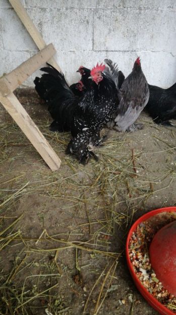 IMG-20190101-WA0006 - Mii de flori negru