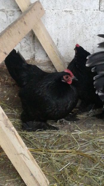 IMG-20190101-WA0010 - Mii de flori negru