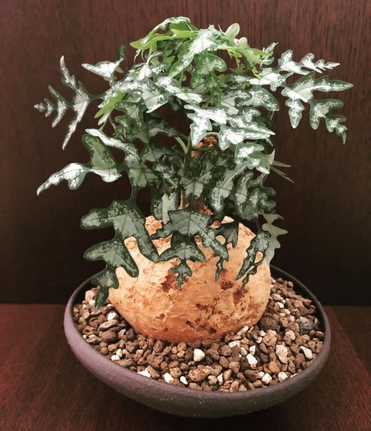 Adenia metamorpha - Whish list pentru viata urmatoare1