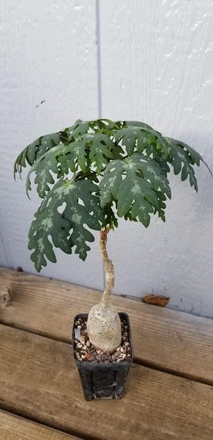 Adenia metamorpha - Whish list pentru viata urmatoare1