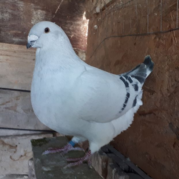 M 18 Vandut - De Vanzare