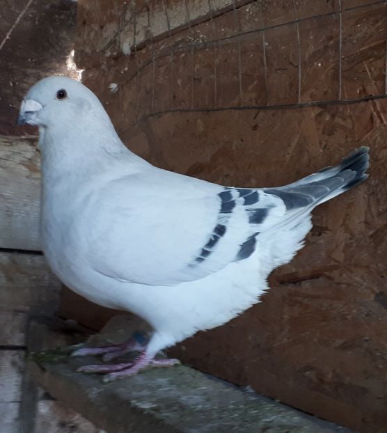 M 18 Vandut - De Vanzare